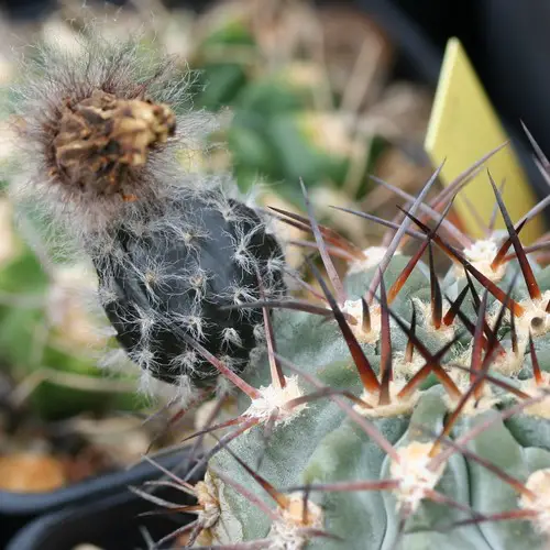 Acanthocalycium glaucum