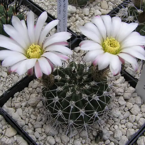 Acanthocalycium klimpelianum