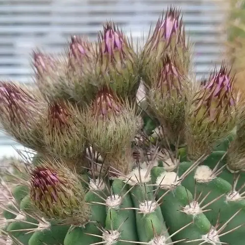 Acanthocalycium spiniflorum