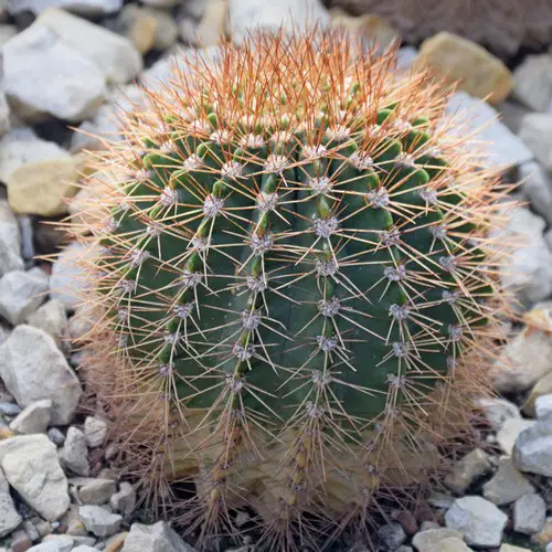 Acanthocalycium spiniflorum