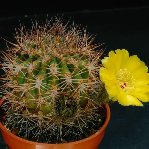 Acanthocalycium thionanthum