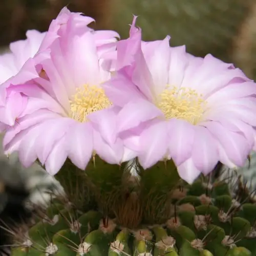 Acanthocalycium violaceum