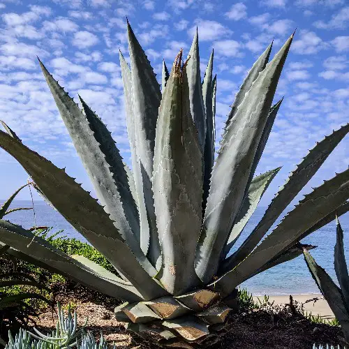 Agave americana