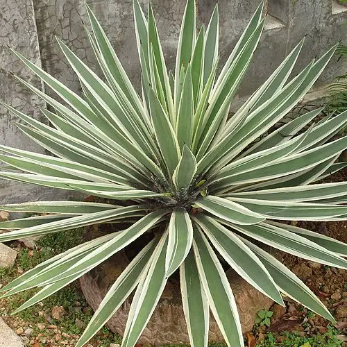 Agave angustifolia