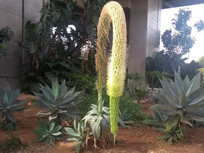 Fleur agave attenuata