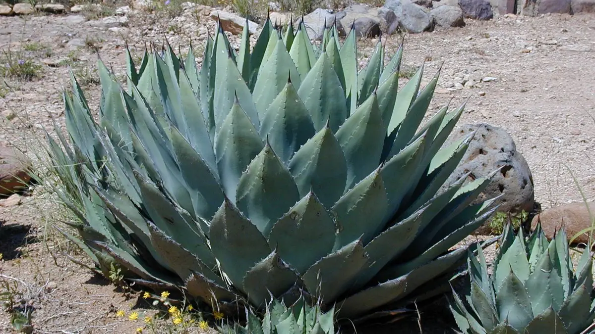 Agave