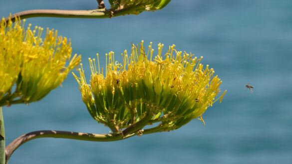 Agave fleurs
