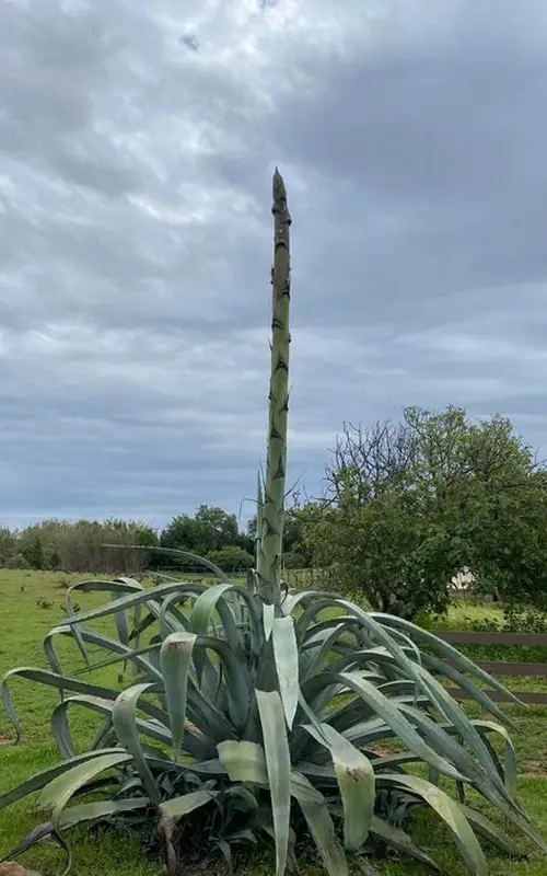 Hampe florale agave étape 1