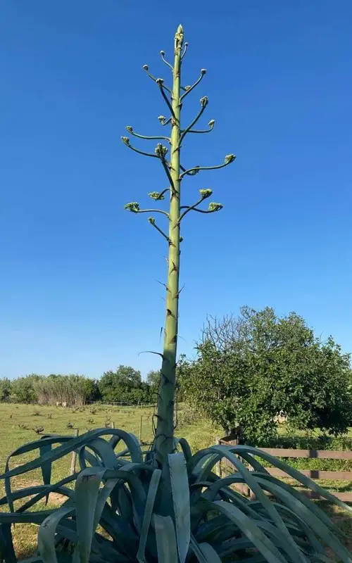 Hampe florale agave étape 4
