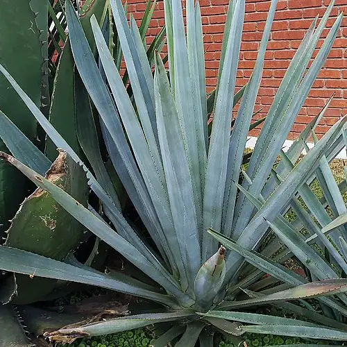 Agave tequilana