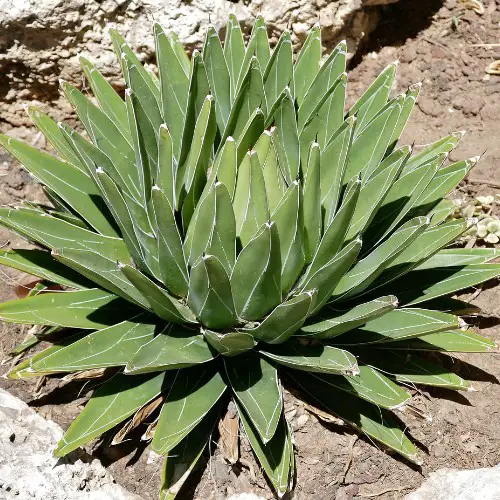 Agave victoriae reginae