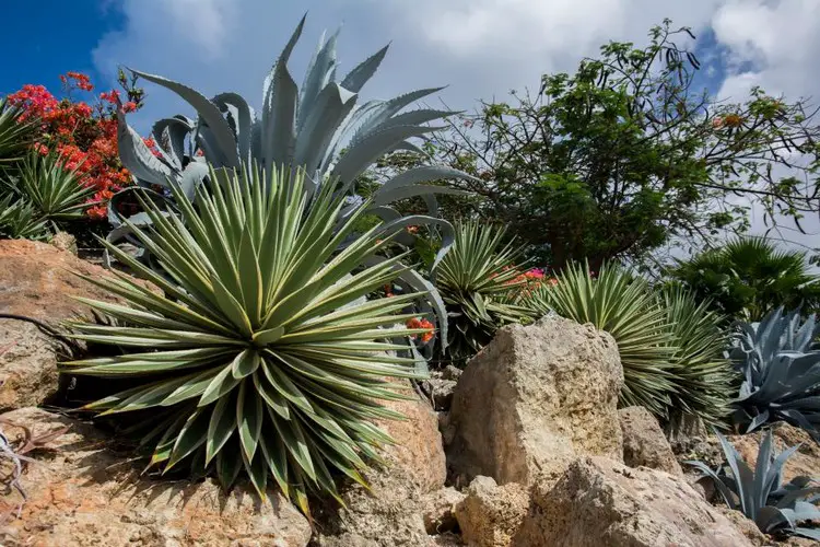 Agaves extérieur