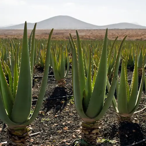 Aloe vera