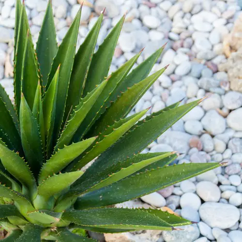 Aloe vera