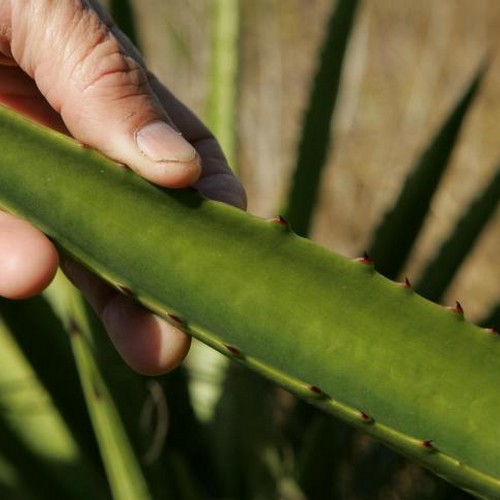 Aloe vera