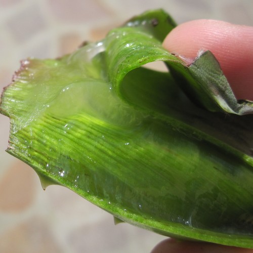 Aloe vera bienfaits