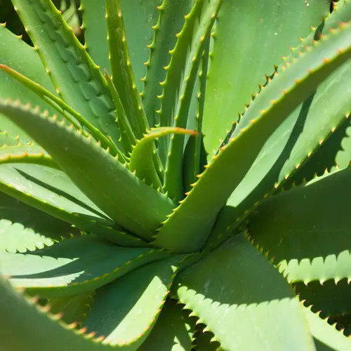 Aloe vera