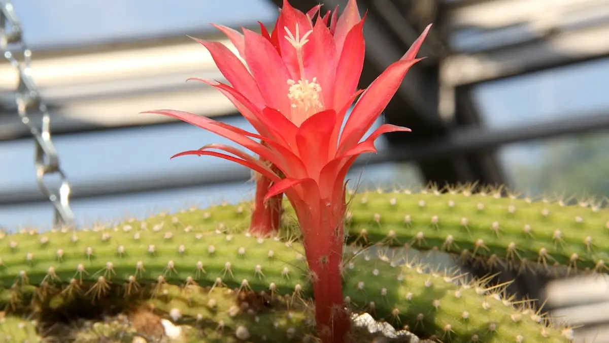 Aporocactus martianus