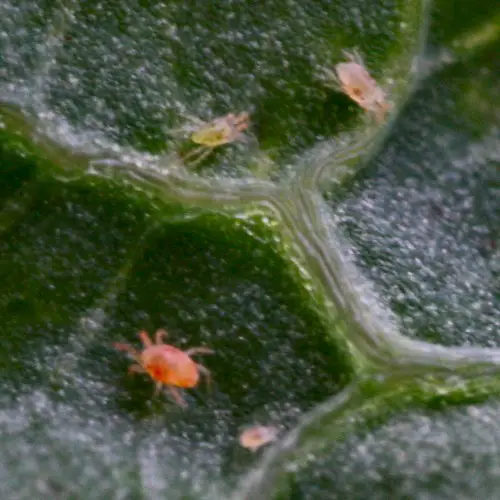 Araignées rouges