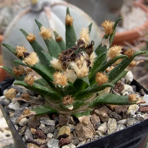 Ariocarpus