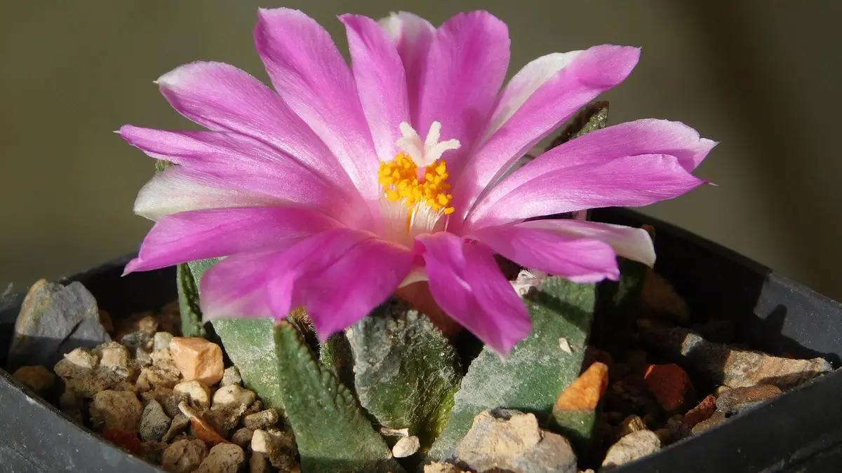 Ariocarpus bravoanus