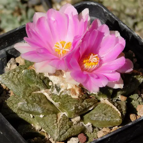 Ariocarpus fissuratus