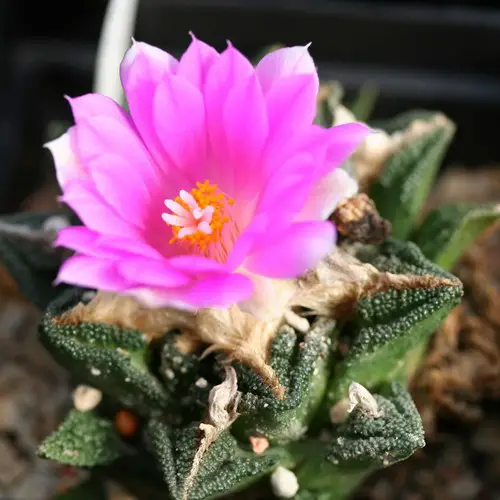 Ariocarpus