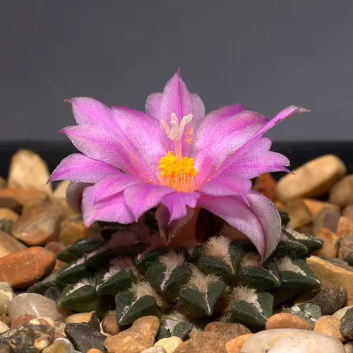 Ariocarpus kotschoubeyanus