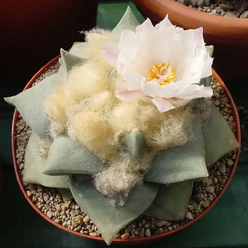 Ariocarpus retusus