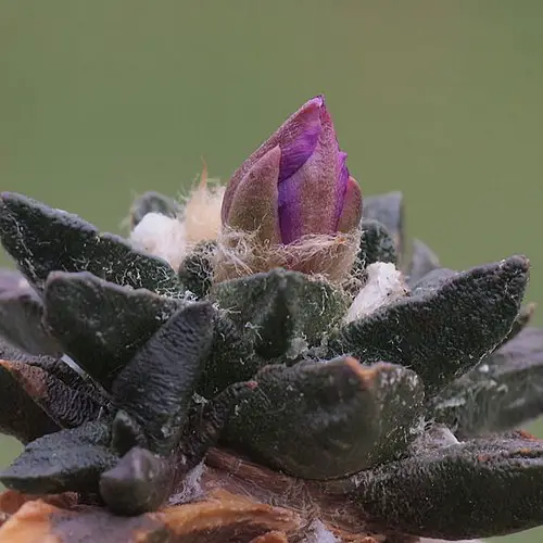 Ariocarpus scaphirostris