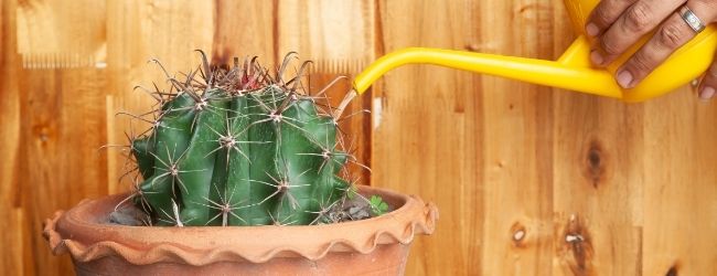 Arrosage des cactus