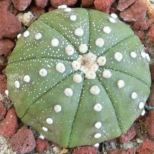 Astrophytum