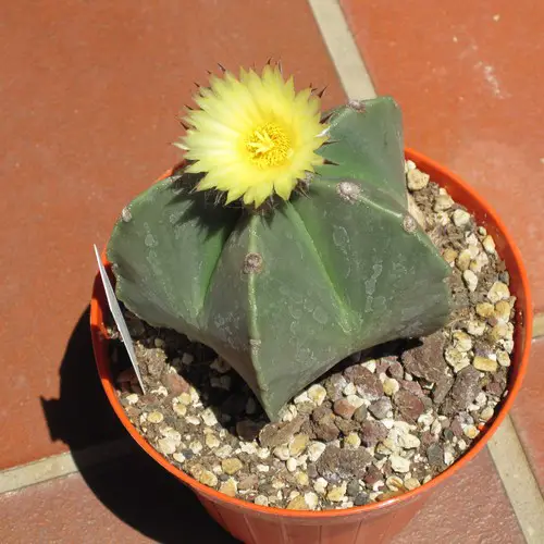 Astrophytum myriostigma var. nudum