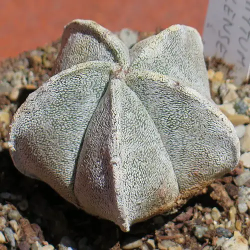 Astrophytum myriostigma var. coahuilense