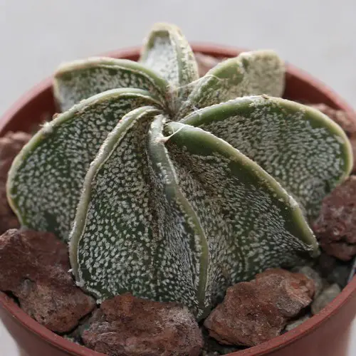 Astrophytum capricorne 'Stachelos'