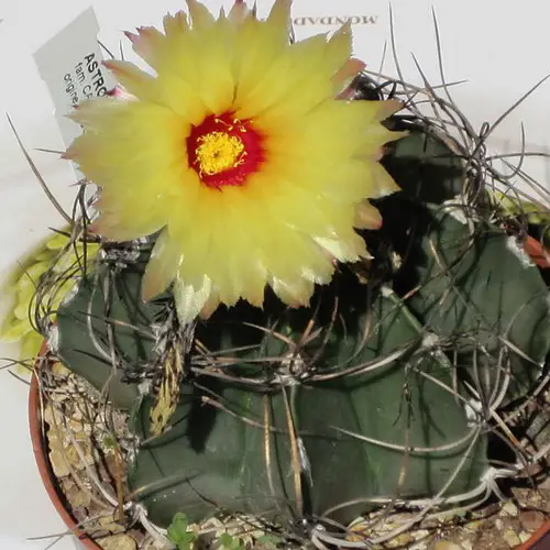 Astrophytum capricorne