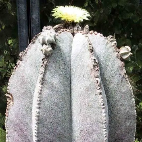 Astrophytum myriostigma var. columnare