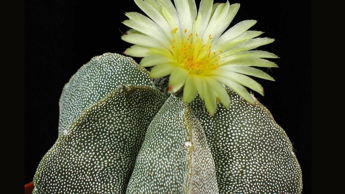 Cactus sans épines : liste des cactus sans piquants – Cactus Encyclo