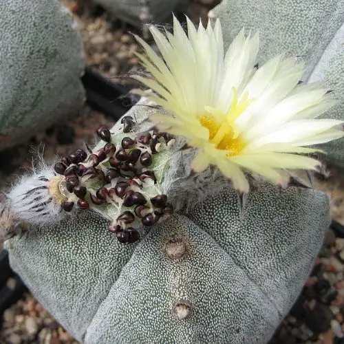 Astrophytum myriostigma fruits