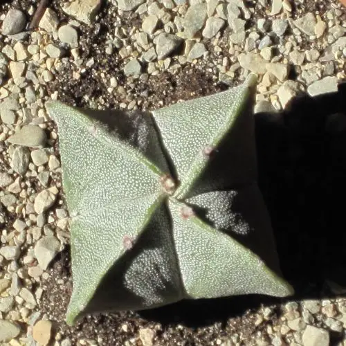 Astrophytum myriostigma var. quadricostatum