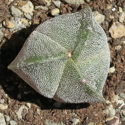 Astrophytum myriostigma var. tricostatum