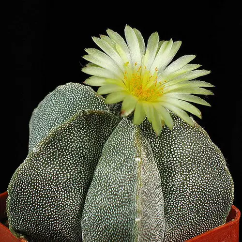 Astrophytum myriostigma