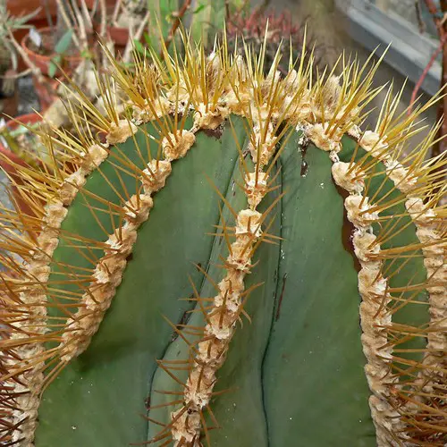 Astrophytum ornatum