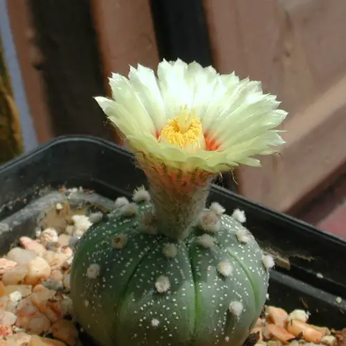 Astrophytum