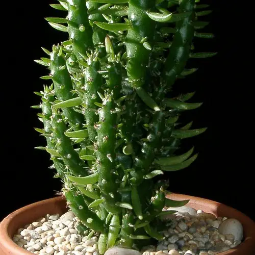 Austrocylindropuntia subulata monstruosa