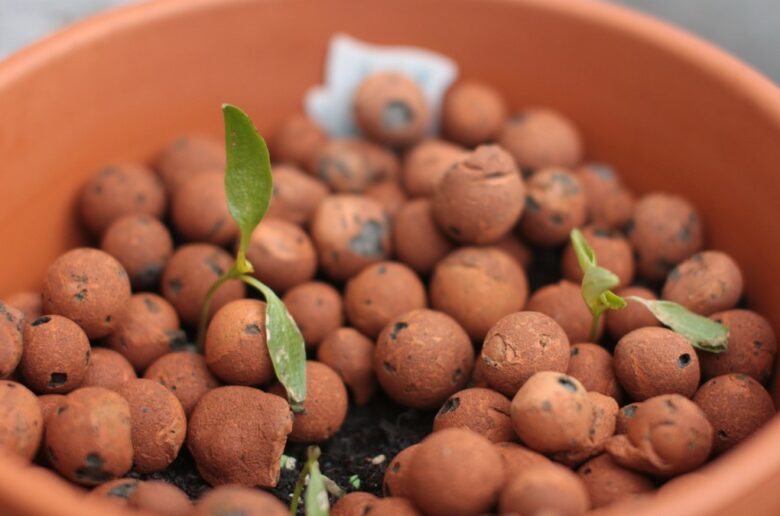Quelle terre pour cactus ? Nos conseils substrat et terreau Cactus Encyclo