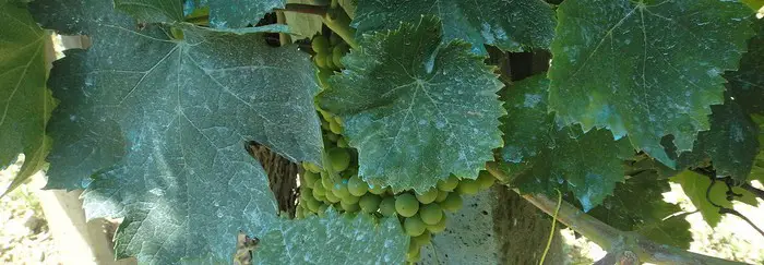 Bouillie bordelaise vigne