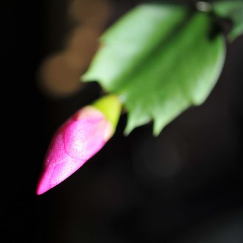 Bouton de cactus de Noël