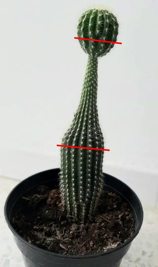 Coupe cactus étiolé