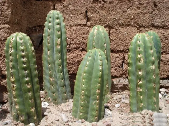 Boutures cactus San Pedro